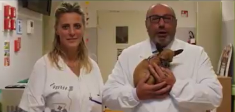 “Vite e bulloni”: la pet therapy al centro del nuovo progetto di Frida’s Friends per il contrasto del bullismo